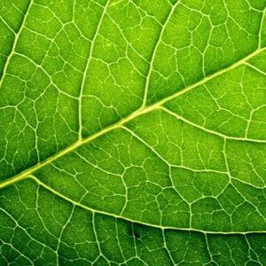 Meet your Posher, Marcelo